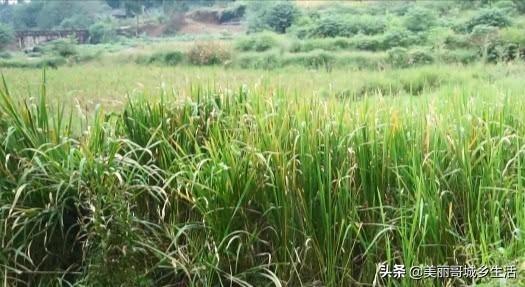 AI 养殖系统：猪群健康监测，出栏时间提前 15 天