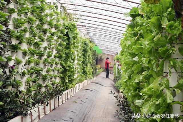 植物工厂量产：生菜生长周期缩短至 21 天，零农药零污染