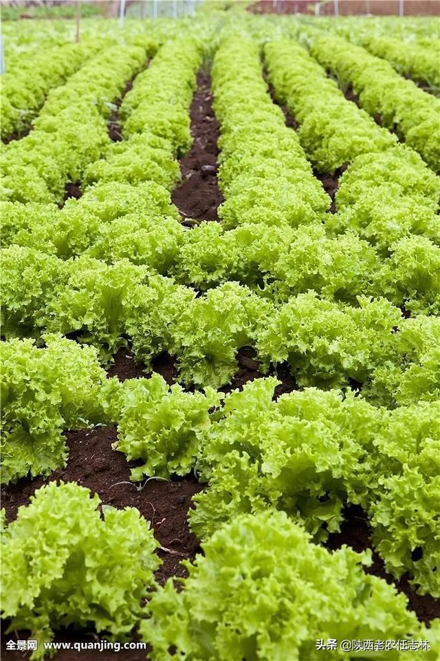 植物工厂量产：生菜生长周期缩短至 21 天，零农药零污染