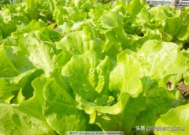 植物工厂量产：生菜生长周期缩短至 21 天，零农药零污染